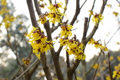Hamamelis mollis