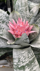 Aechmea fasciata