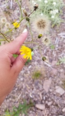 Hieracium lachenalii