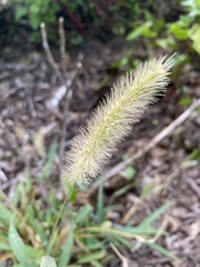 Setaria viridis