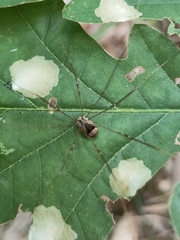 Leiobunum blackwalli