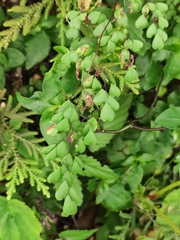 Adiantum erythrochlamys