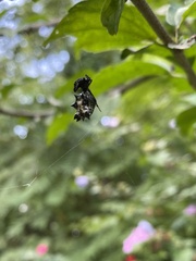 Micrathena gracilis