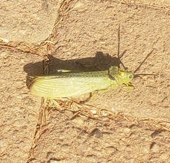 Phymateus viridipes