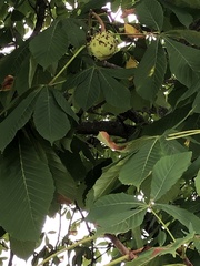 Aesculus