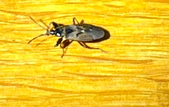 Gastrodes abietum