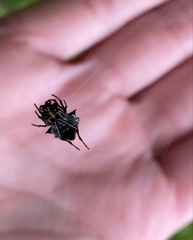 Micrathena gracilis