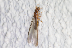 Incisitermes fruticavus