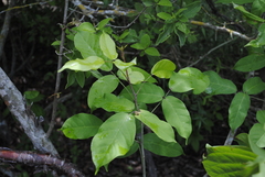 Bursera instabilis
