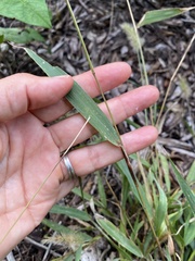 Setaria viridis
