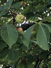 Aesculus