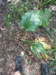 Symplocarpus foetidus