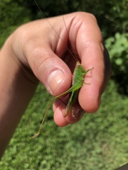 Conocephalus fasciatus