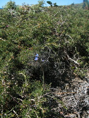 Thelymitra occidentalis