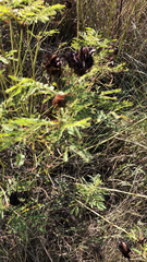 Desmanthus illinoensis