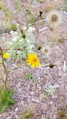 Hieracium lachenalii