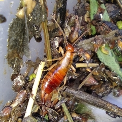 Apterygida albipennis