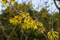 Hamamelis mollis