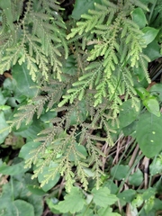 Selaginella
