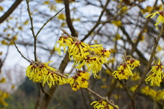 Hamamelis mollis