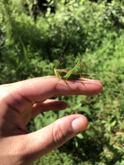 Conocephalus fasciatus