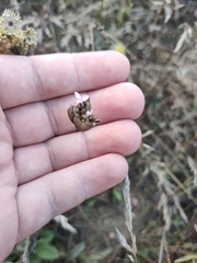 Petrorhagia prolifera