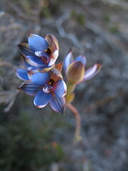 Thelymitra occidentalis