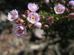 Verticordia plumosa