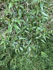 Osmanthus lanceolatus