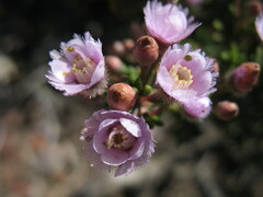 Verticordia plumosa