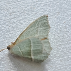 Campaea margaritaria