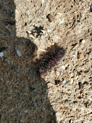 Hypercompe scribonia