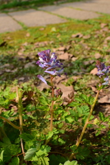 Corydalis incisa