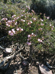 Verticordia plumosa