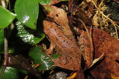 Rana longicrus
