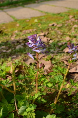 Corydalis incisa