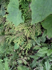 Selaginella