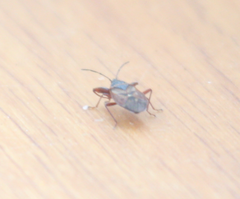 Gastrodes abietum
