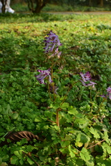Corydalis incisa