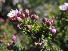 Verticordia plumosa