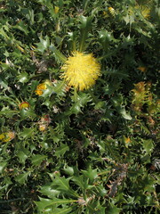 Banksia armata