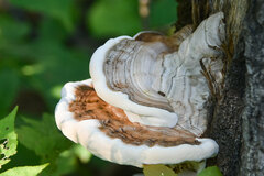 Ganoderma applanatum