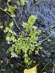 Salvinia natans