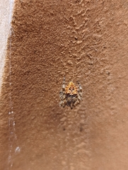 Araneus gemmoides