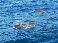 Globicephala macrorhynchus