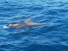 Globicephala macrorhynchus