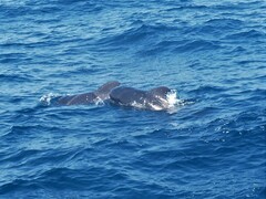 Globicephala macrorhynchus