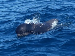Globicephala macrorhynchus