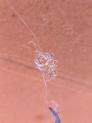 Araneus gemmoides