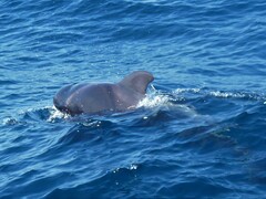 Globicephala macrorhynchus
